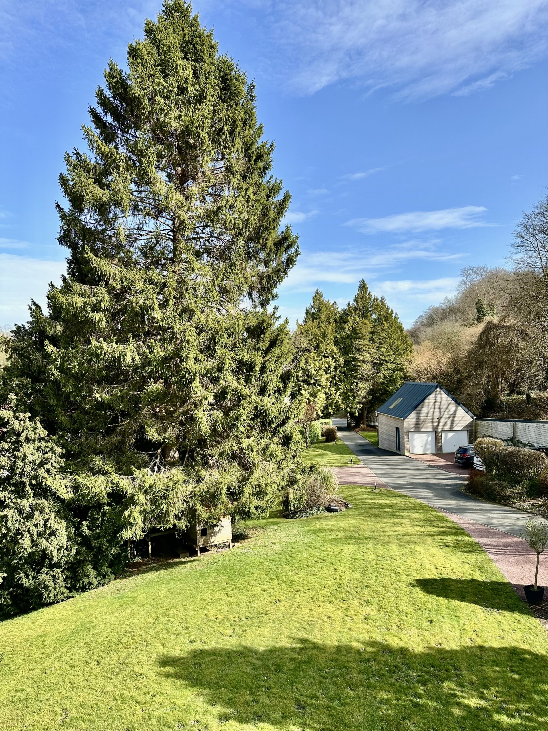 Grand jardin avec gazon et sapin très haut. Garages en fond