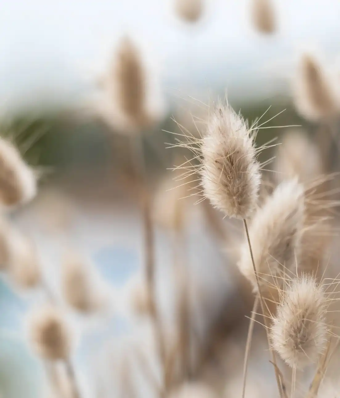 Zoom d'une plante bretonne, type tout doux